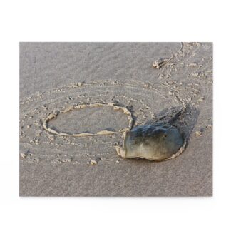 Horseshoe Crab - Puzzle