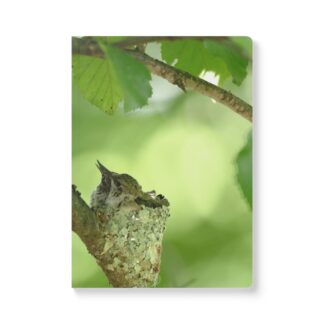 Hummingbird Life Softcover Journal (with Inside Prints)